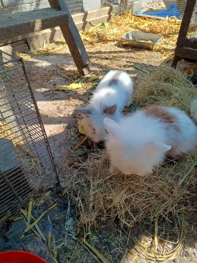Baby bunny for sale 