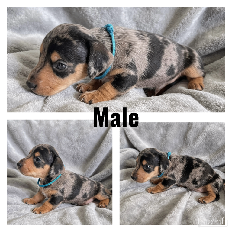 LAST PUPPY, Miniature Dachshund
