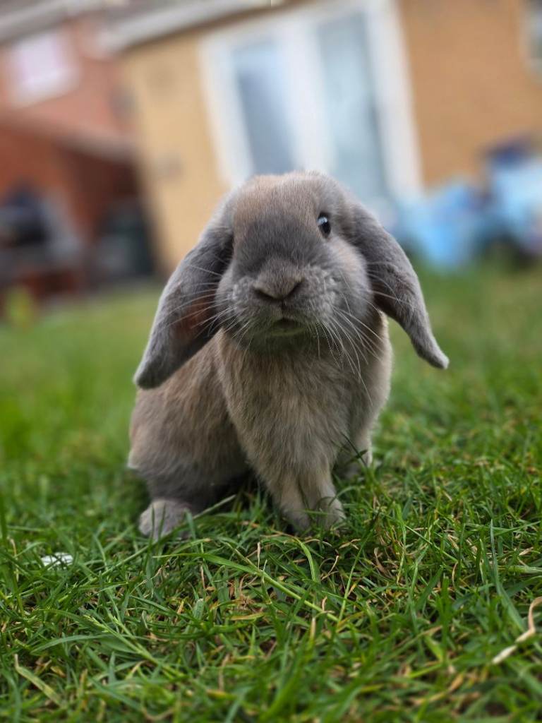 Mini lop 