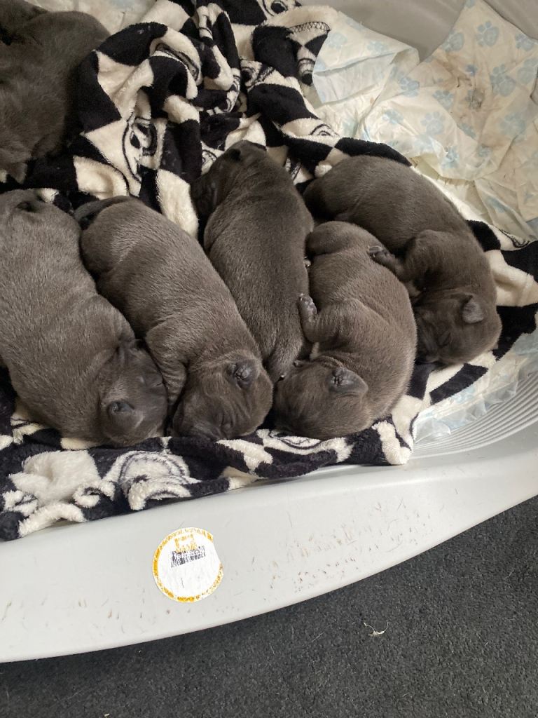 Blue staff puppies