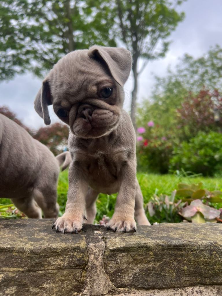 Female pug puppy