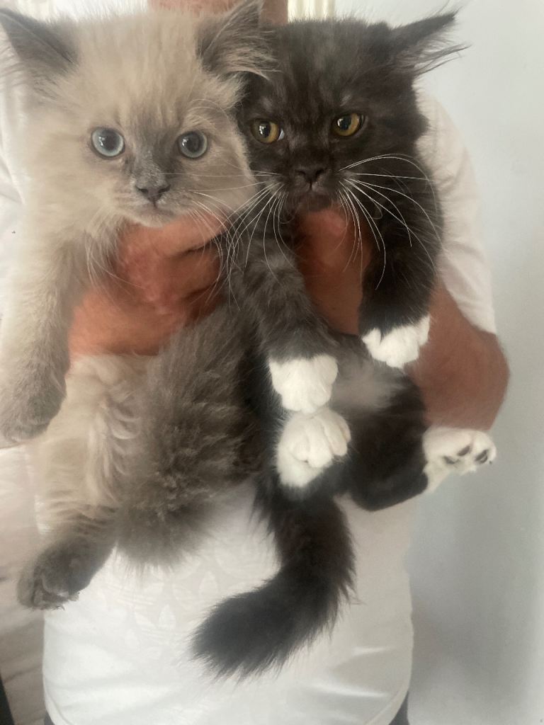 2 beautiful kittens for sale 