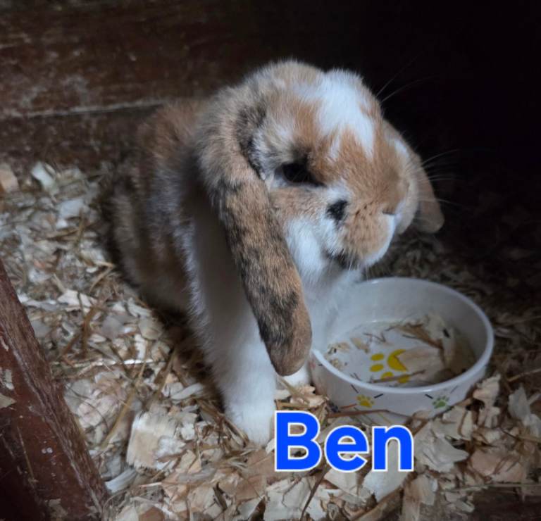 mini lop boys available FROM £30 