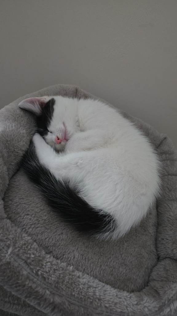 Female kitten, 11 weeks