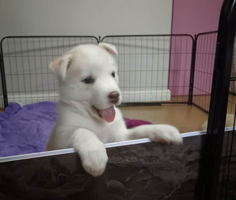 Huskita x huskamute puppies 