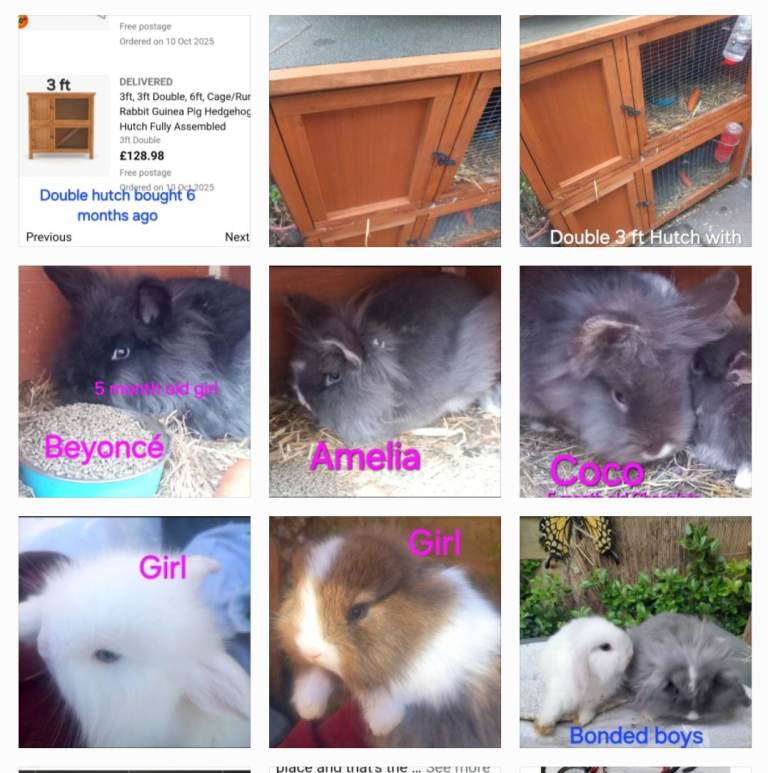 MIXED COLOURS*BLUE & BROWN EYED DOUBLE MANED LIONHEAD x CASHMERE MINILOPS