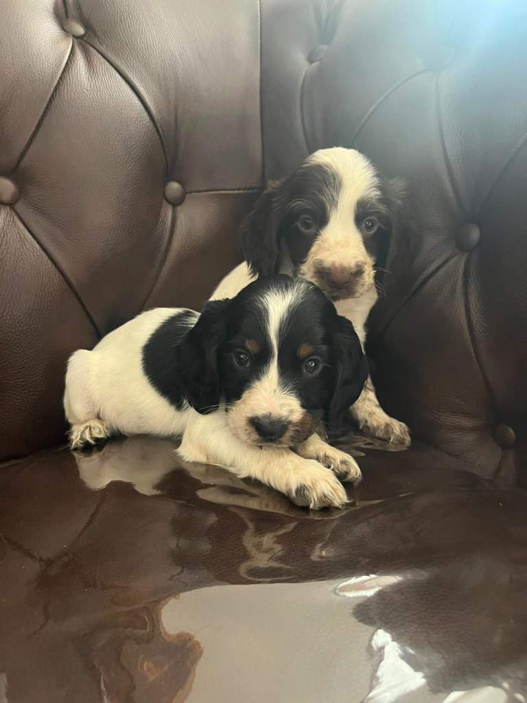 I have 5 beautiful cock spaniel for sale