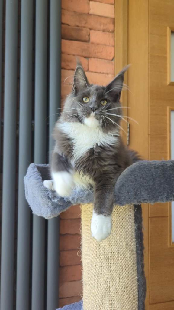 Maine coon kitten (sold)