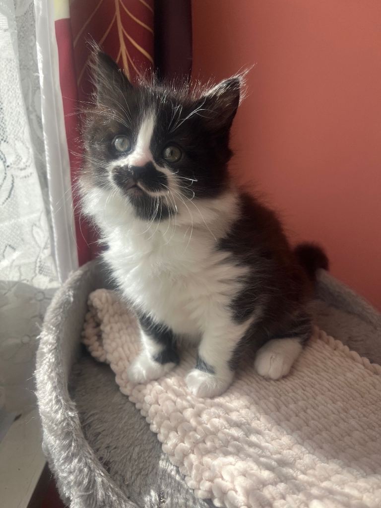 Beautiful Fluffy kitten male 1 left 