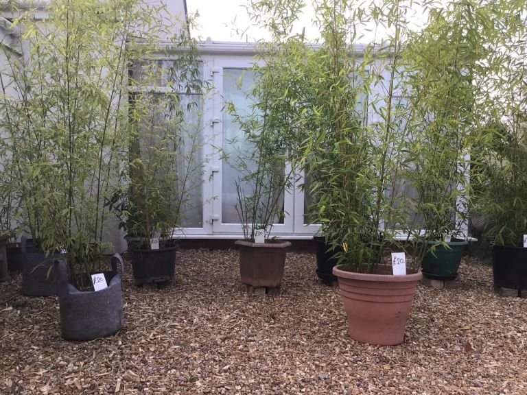 ***REDUCED 2 for £15 *** 2 for £25 **** Large £20** Clumping Bamboo Plants - Various sizes healthy 