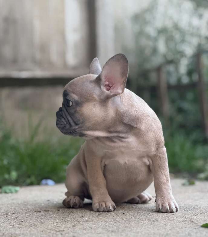 ONLY 2 PUPPIES LEFT–KC REG HEALTH CLEAR FRENCHIE