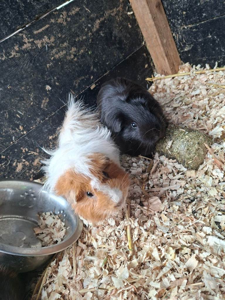 Male guniea pig