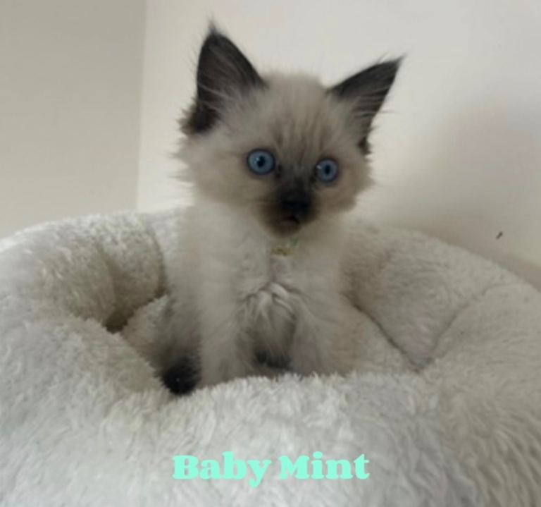 Ragdoll kittens 