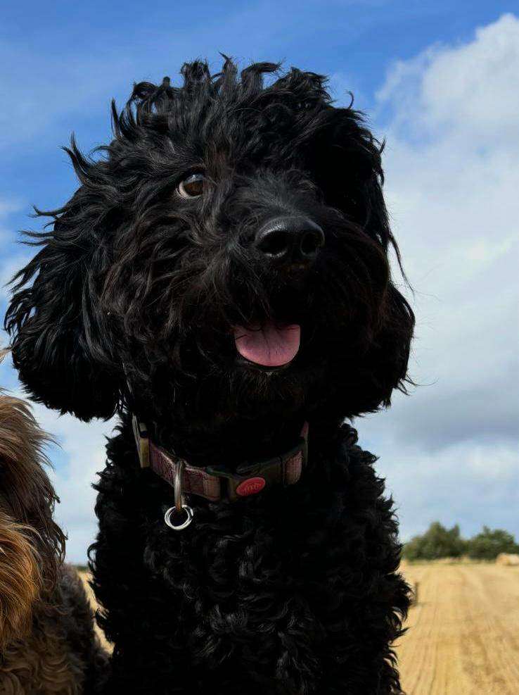 🐶 Sprockerpoo puppies 🐶