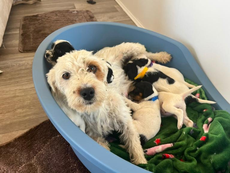 7 stunning parson terrier pups looking for forever home 