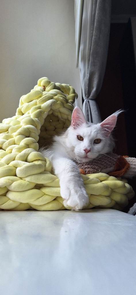 Registered Maine coon kittens available / Last kitten left !