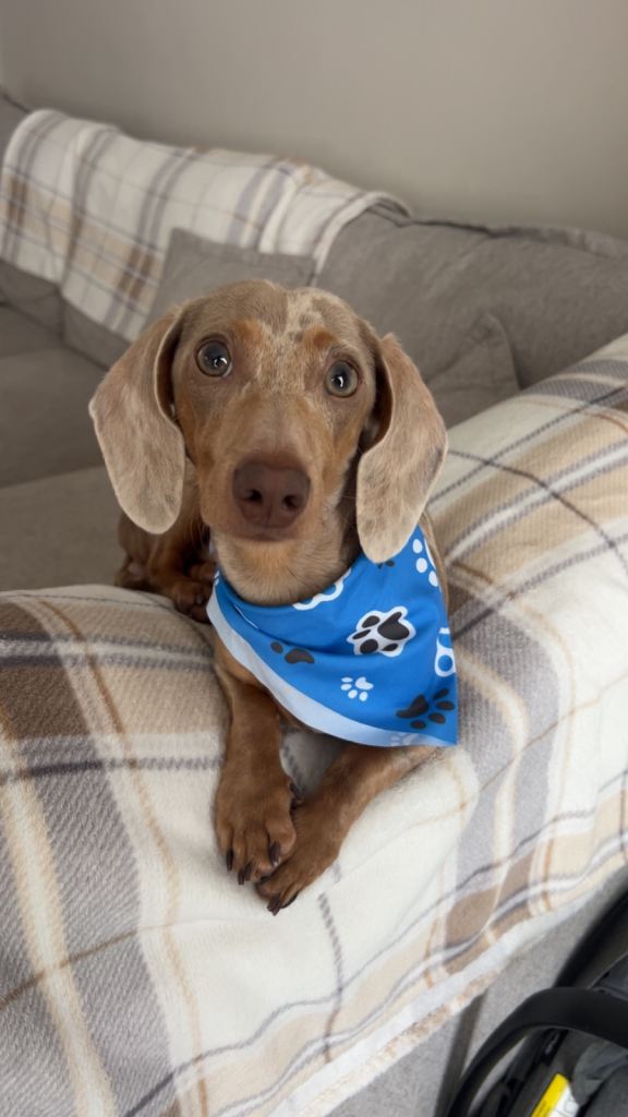 Male Dachshund
