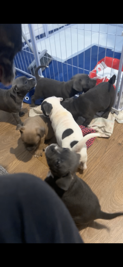 Beautiful staffy x French bulldog pups/puppys/puppies