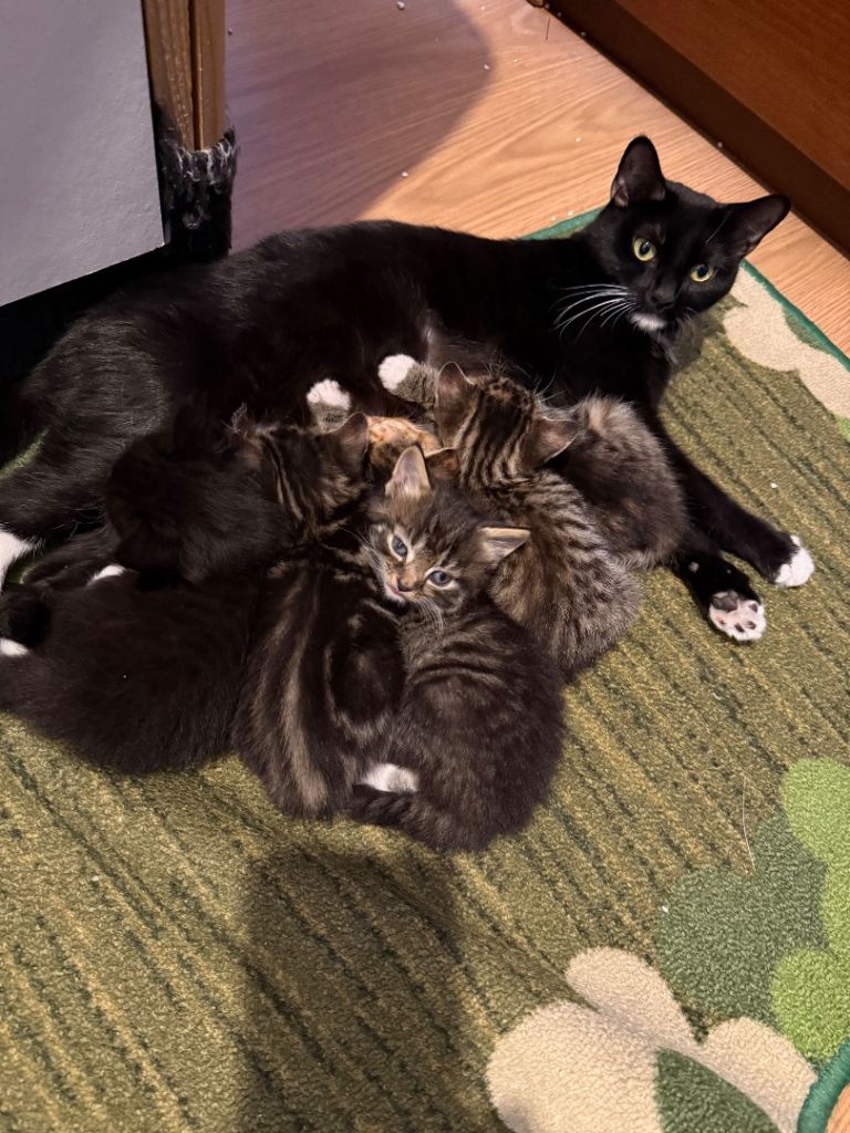 Kittens