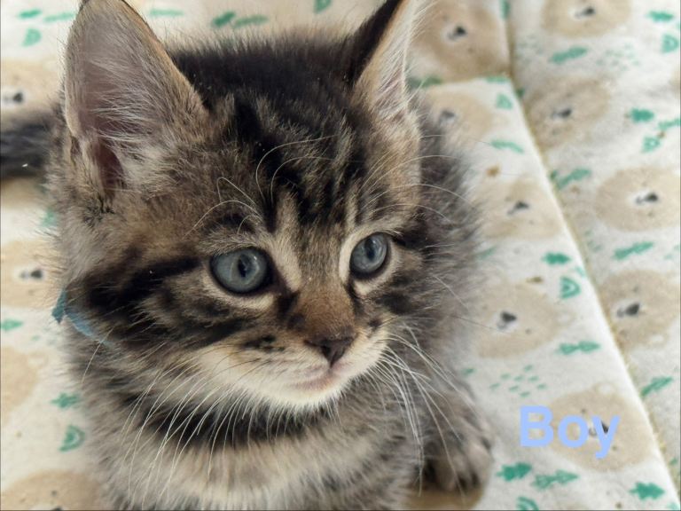  Kittens 