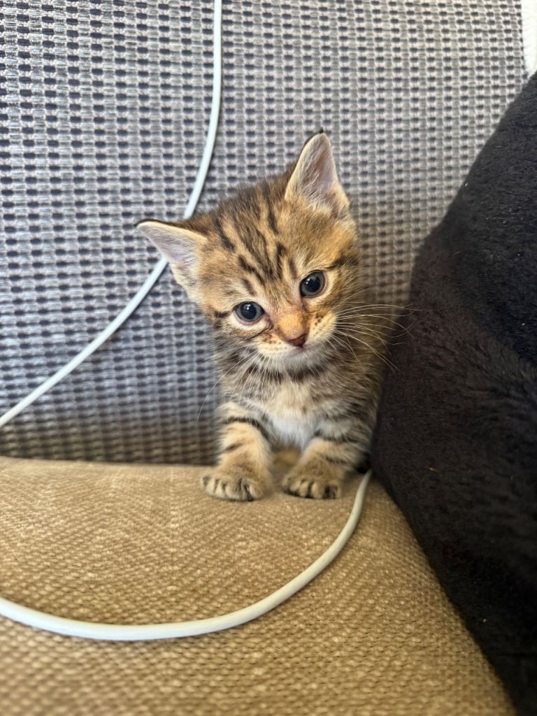 Kittens 