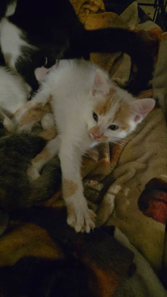 Beautiful medium coated cross breed kittens!