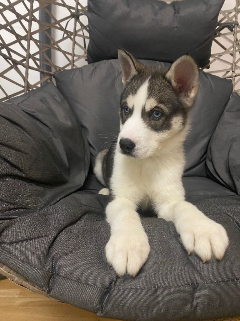 Magnificent Pure Breed Siberian Husky Puppy