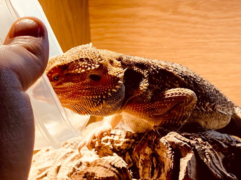 2ft Vivarium for sale with fixtures 