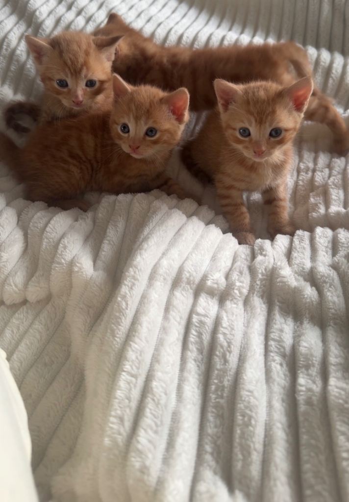 1 Beautiful Ginger Kittens left❤️🐾
