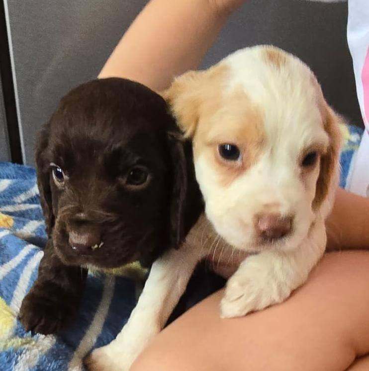 image for Cocker spaniel puppies 
