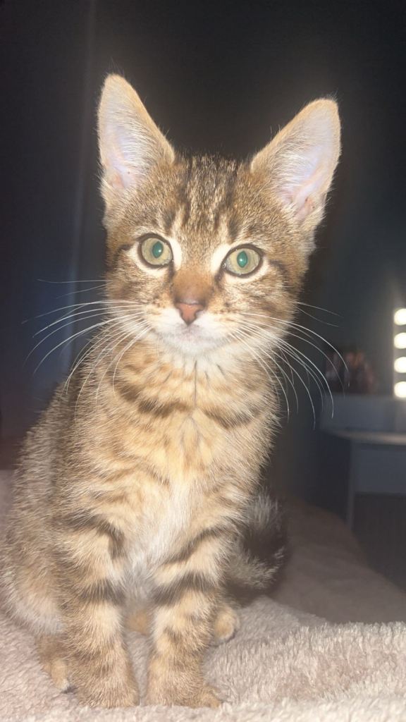 kittens for sale cats