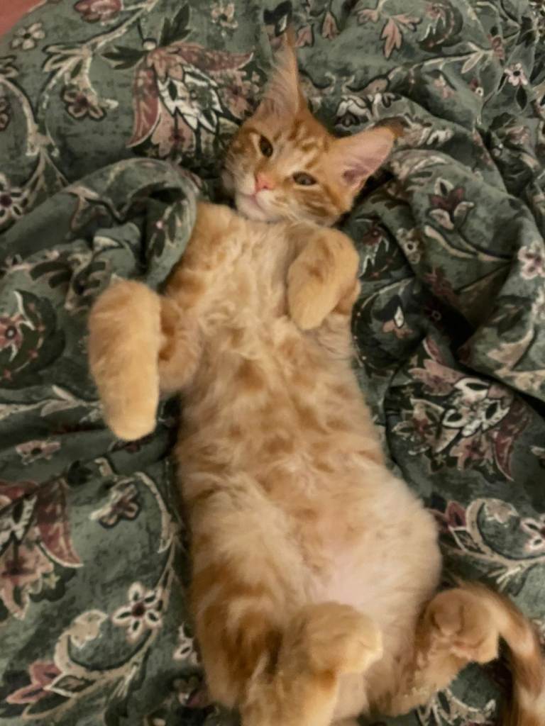 1 Male Maine Coon Kittens For Sale