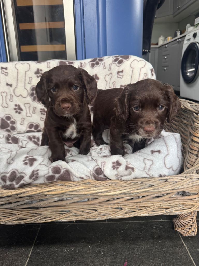 Sprocker spaniel puppies 