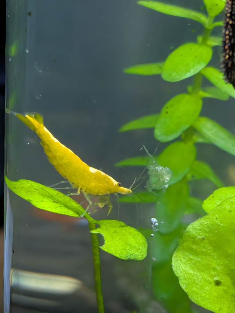 Yellow gold back shrimp 