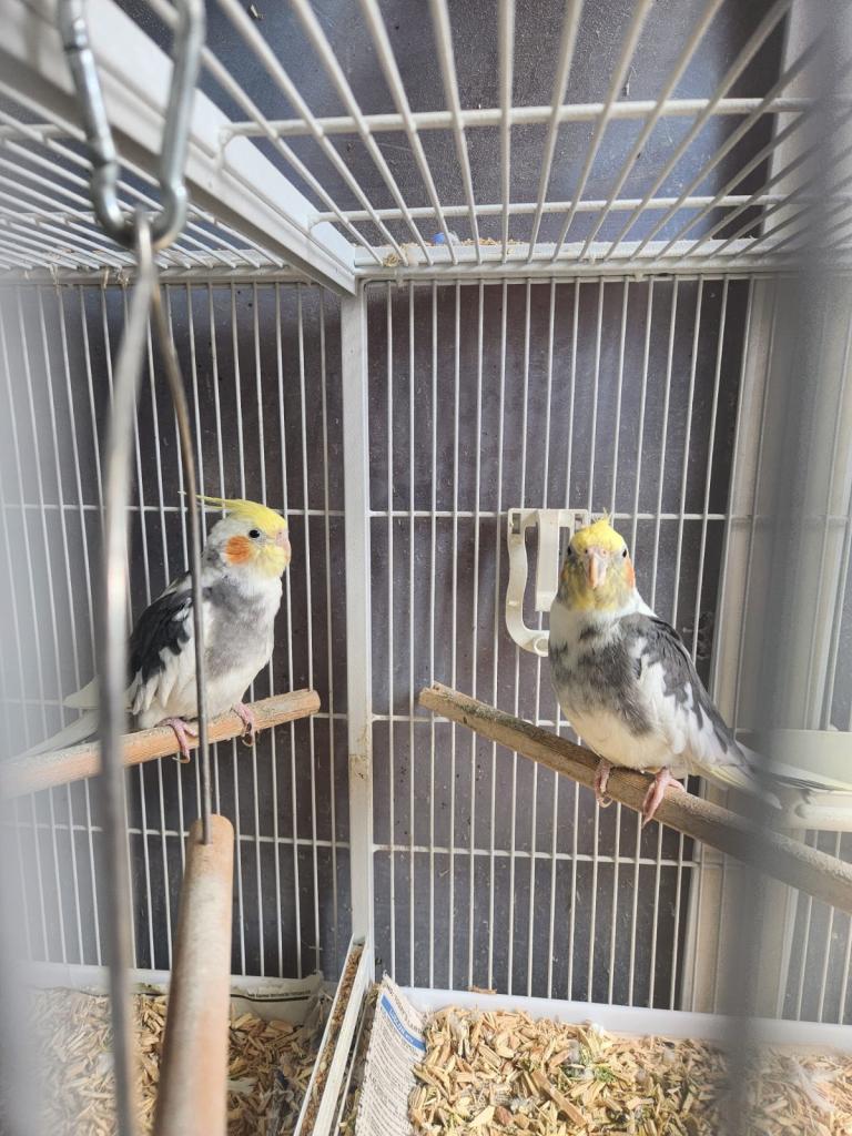 Pair pied cockatiels