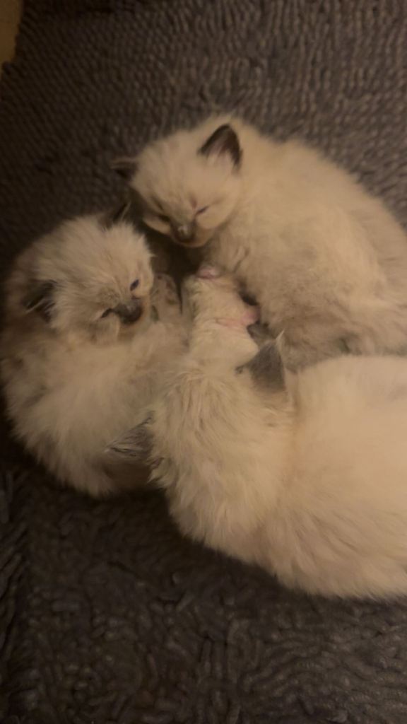 male kitten ragdoll