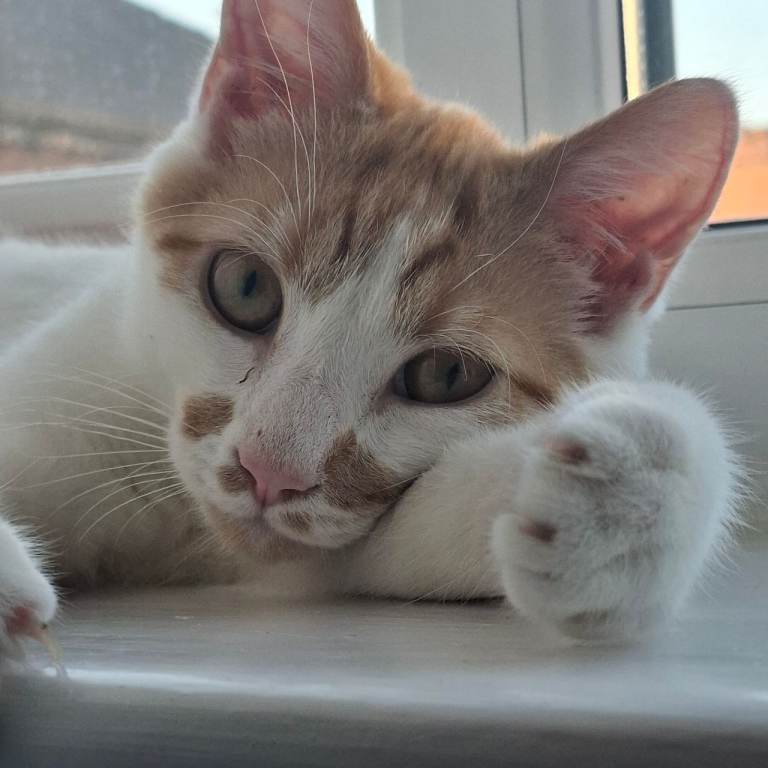 Ginger kitte  for sale 