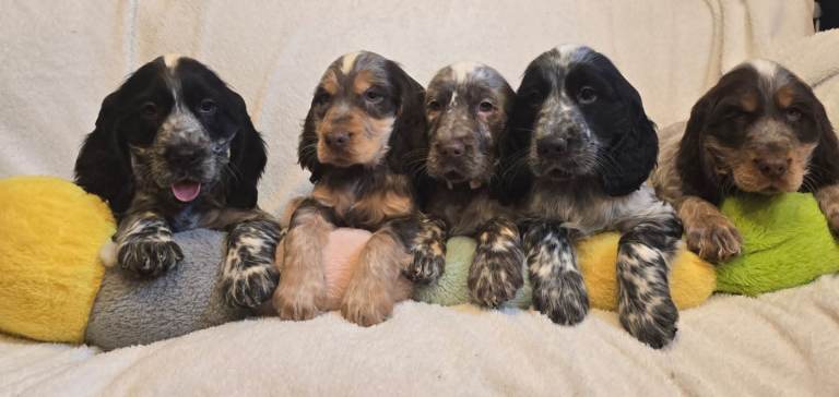 Cocker Spaniel puppies 