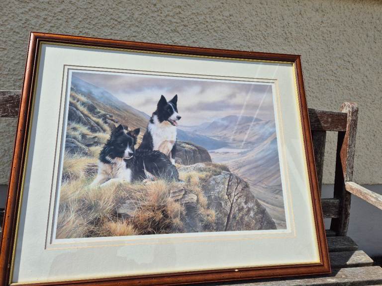 Limited edition print border collies Bill and Ben by Steven Townsend
