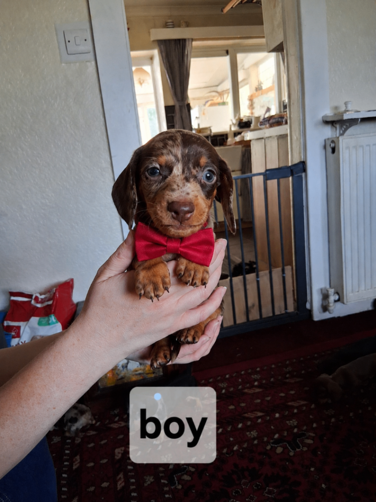 Daschund puppies