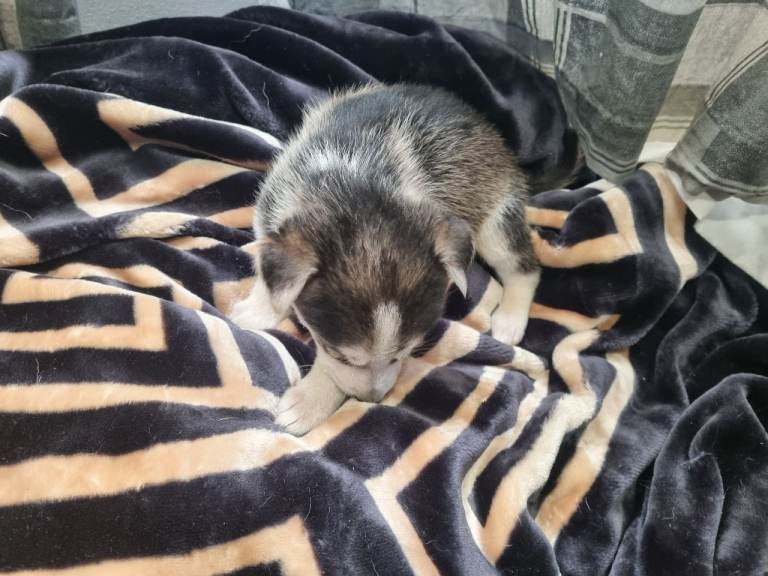 Shepsky pups forsale 