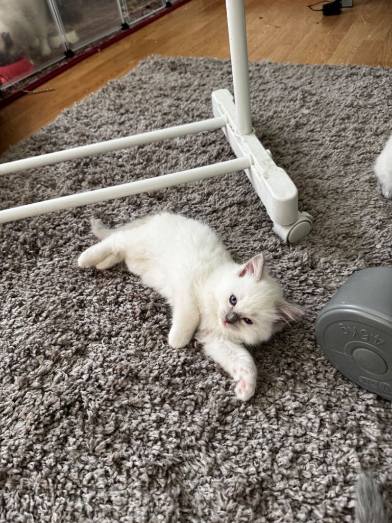 Beautiful Ragdoll kittens 3 boys available
