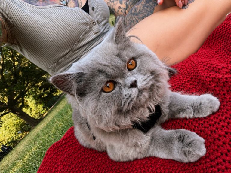 Super cuddly and friendly British Longhair 