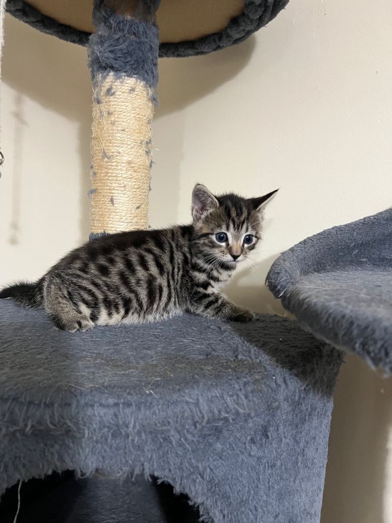 Kittens 