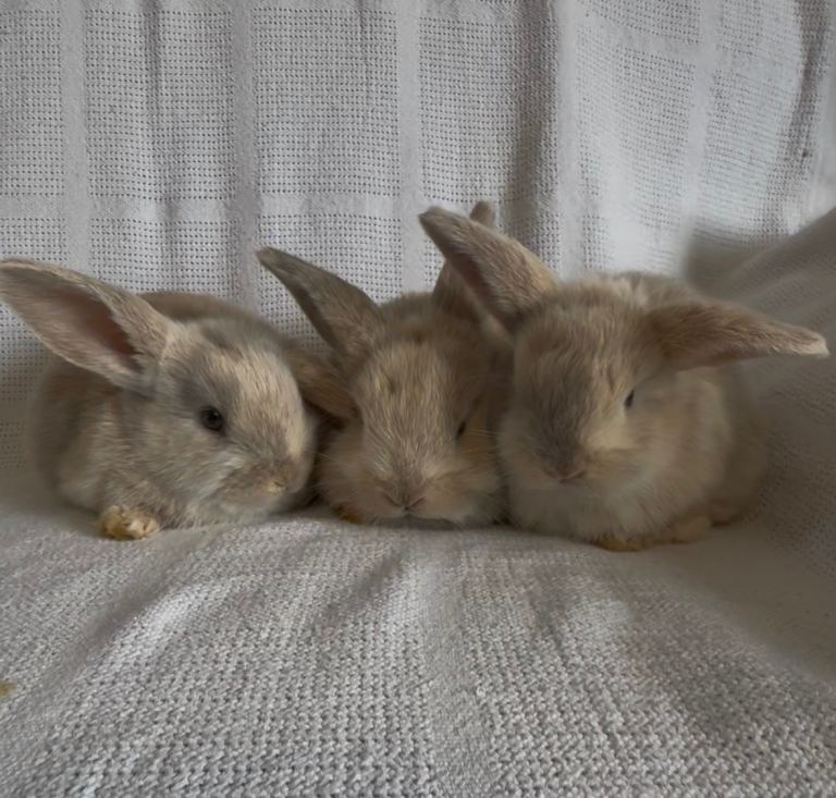 Mini Lop Rabbits