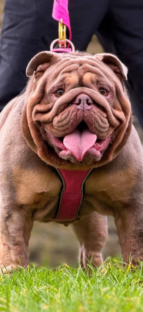 English bulldog puppies 