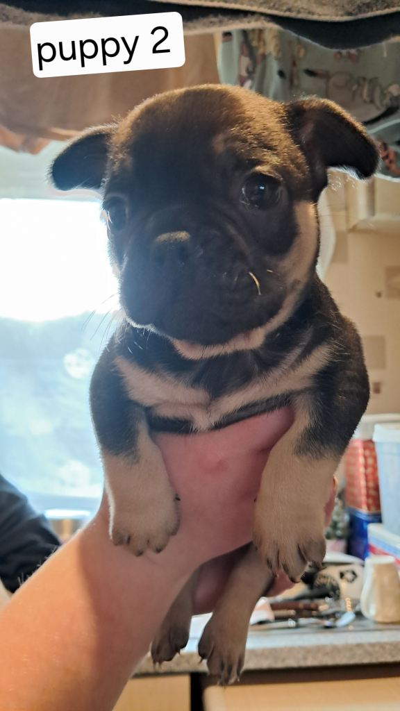 French bulldogs puppies 