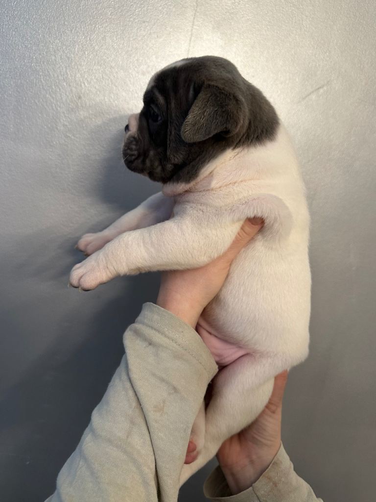 5 Stunning Olde tyme bulldog girls left 