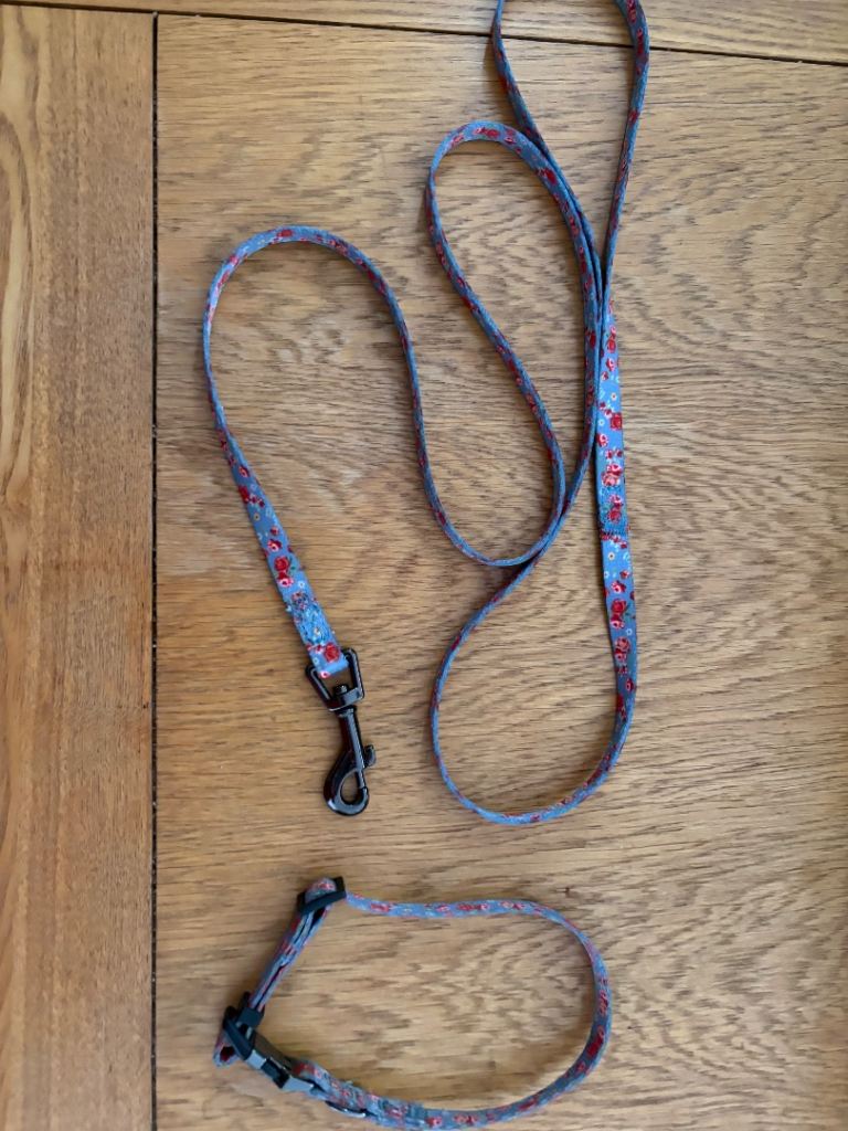 Pretty blue lead and collar