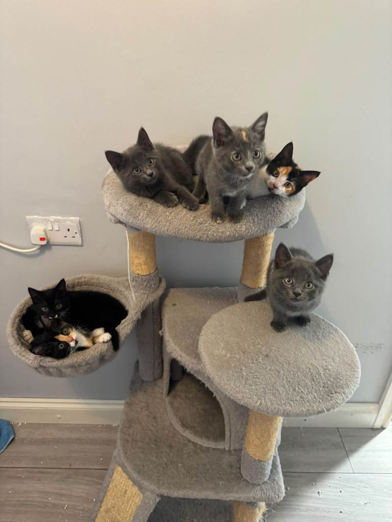 Kittens